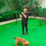 toy poodle in Ajman