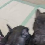 French Bulldog Puppies 42 Days Old in Abu Dhabi