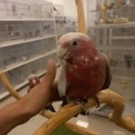 Galah cockato in Dubai