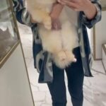 ( Sold ) Male Pomeranian 8 Months Old in Dubai