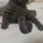 Brithish shorthair and  jumbo Scottish fold kittens in Dubai