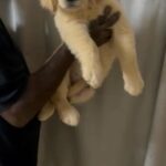 Golden Retiver Puppy For Sale in Dubai