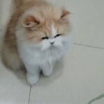 male Persian for Matting in Ajman