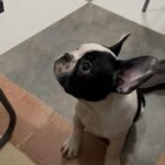 Female French Bulldog in Dubai