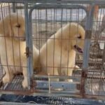 Golden Reteriver  Puppy For Sale in Dubai