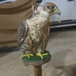 Falco in Al Ain