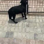 Black Labrador really playfull for a very nice price in Dubai