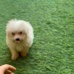 Maltese male puppy available 2 months old in Dubai