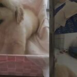 Golden Retriever Female 45 Days Old in Dubai