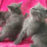 British shorthair kittens in Ajman