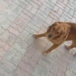 Golden Retriever Male in Sharjah