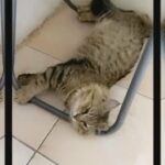 Persian male cat for free adoption in Umm Al Quwain
