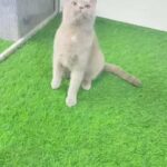 Free British shorthair lilac in Abu Dhabi