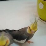 friendly cockatiel pair in Ajman