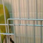 green ringneck parrot in Ajman