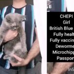 Cuti British Blue Girl in Al Ain