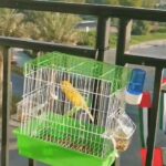male canary in Abu Dhabi