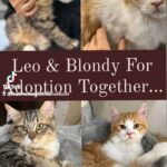 Leo & Blondy are looking for home in Abu Dhabi
