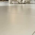 Shih Tzu puppy in Dubai