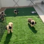 Pedigree Saint Bernard Puppies in Dubai