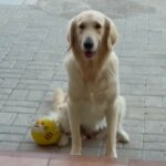 Bella, Golden Retriever in Dubai