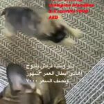 French Bulldogs Puppies in Dubai