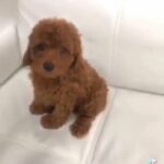 Toy poodle Available 🎄🎄🎄 in Dubai