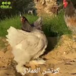 Cochin chickens in Al Ain