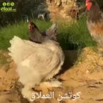 Cochin chickens in Dubai