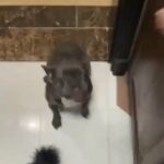 French Bulldog in Abu Dhabi