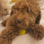 Imported Red Toy Poodle in Dubai