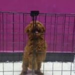 Toy Poodle in Dubai