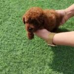 RED TOY POODLE PURE BREED PUPPY AVAILABLE in Dubai