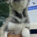 Husky Male Puppy in Dubai