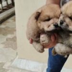 تشاوتشاو chow chow puppies in Ajman