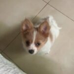 Mini Papillon Girl Only One On Camlist in Dubai