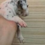 Pure Dalmatian Puppies in Dubai