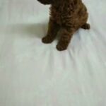 OFFER ON TOY POODLE MALE in Dubai