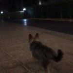 Teacup Yorkshire Terrier Male in Abu Dhabi
