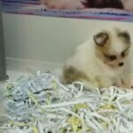 spitz in Dubai