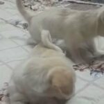 Cheenese puppies in RAK City