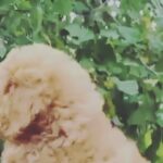 toy poodle in Dubai