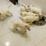 puppies in Dubai