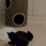 Black Mainecoon pure breed male in Abu Dhabi