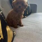 Pure Toy Poodle Available 📲 in Dubai