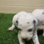 Pure Dalmatian Puppies  101 Dogs 😍 in Dubai