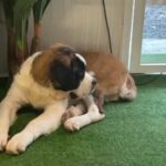 Adult Saint Bernard Confirmed Breeder in Dubai