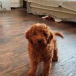 toy poodle 3 in Dubai