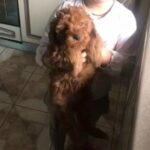 toy poodle 2 in Dubai