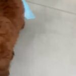 Teacup Toy Poodle Puppy in Dubai